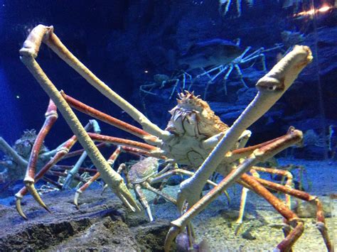 where do japanese spider crabs live